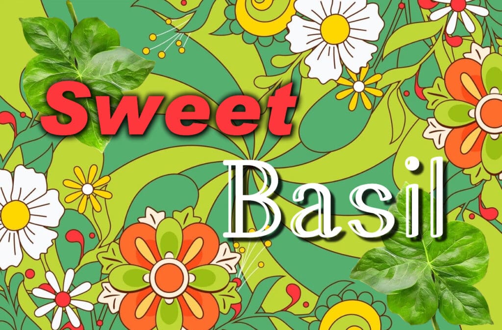 Sweet Basil Music logo and card